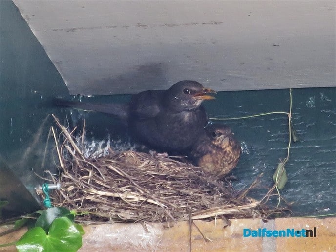 4 jonge merels vliegen uit - Foto: Wim