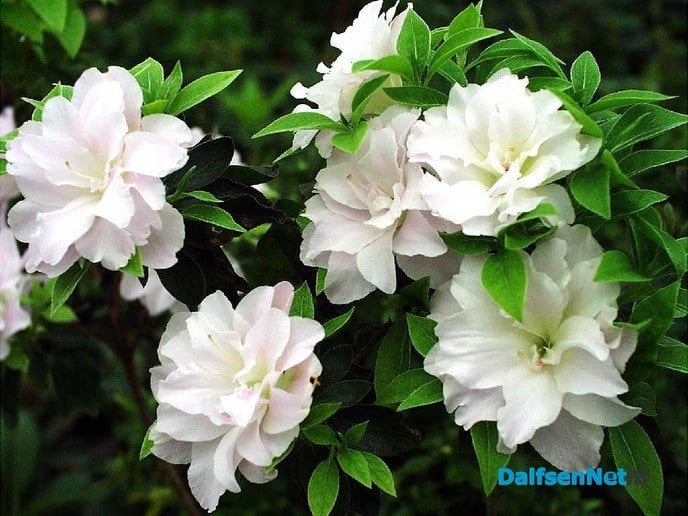 Rhododendrons in bloei - Foto: Ingezonden foto