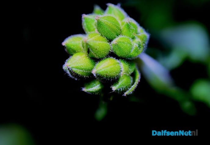 Dalfsen op z’n mooist - Foto: Ben Jonkman
