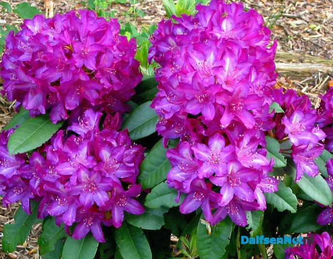 Rhododendrons in bloei - Foto: Ingezonden foto