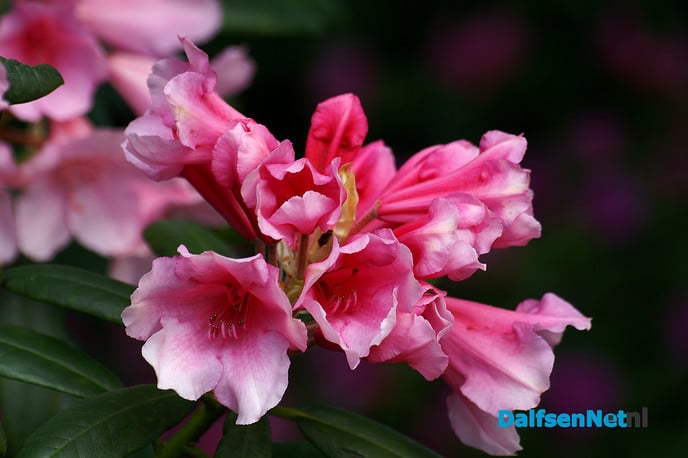 Rhododendrons in bloei - Foto: Ingezonden foto