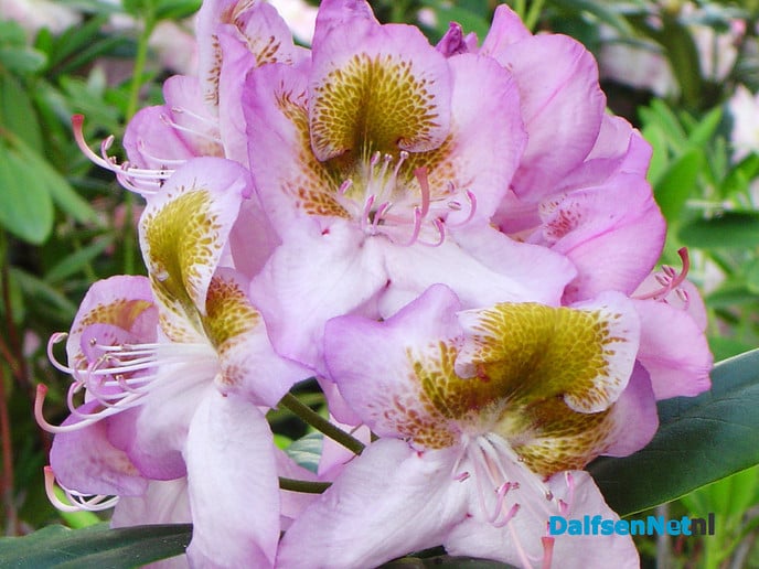 Rhododendrons in bloei - Foto: Ingezonden foto
