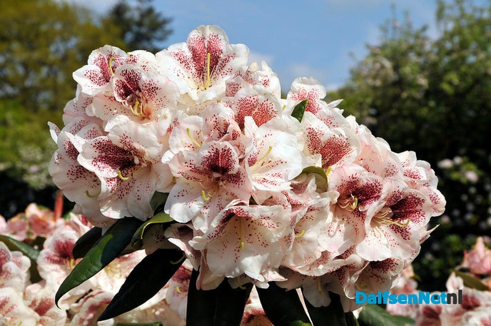 Rhododendrons in bloei - Foto: Ingezonden foto