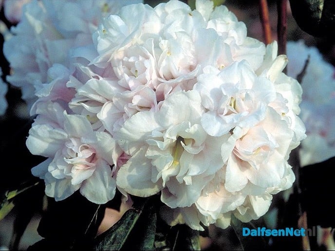 Rhododendrons in bloei - Foto: Ingezonden foto