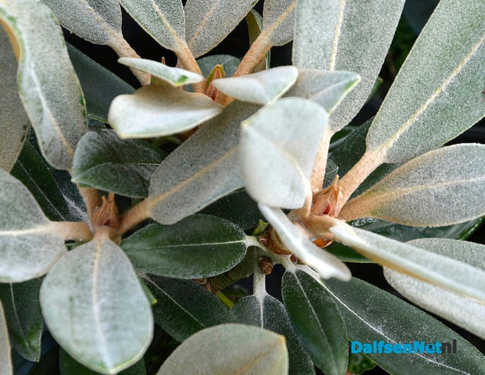 Rhododendrons in bloei - Foto: Ingezonden foto