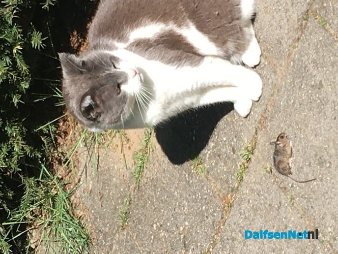 Kat en muis even de 1,5 meter vergeten - Foto: Ingezonden foto