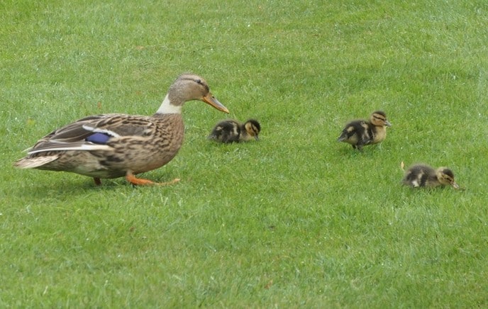 Jonge eenden - Foto: Eigen geleverde foto