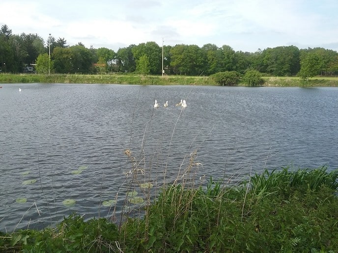 Toch jonge gansjes bij van der Vegt in de Vecht - Foto: Ingezonden foto