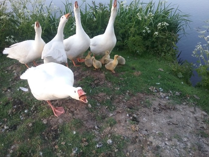 De hele familie gans - Foto: Ingezonden foto