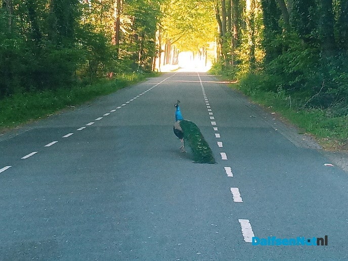 Pauw - Foto: Ingezonden foto