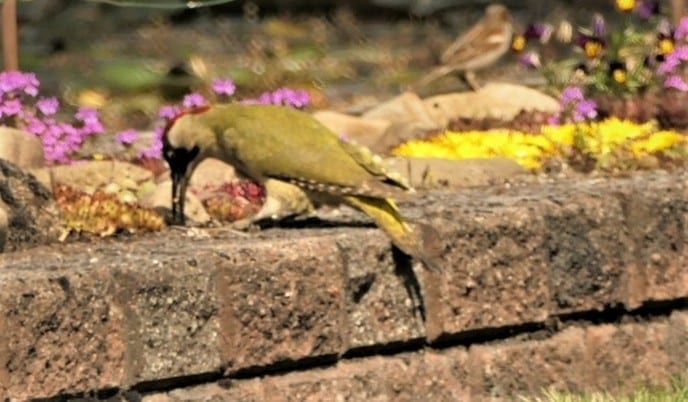 Groene specht - Foto: Ingezonden foto
