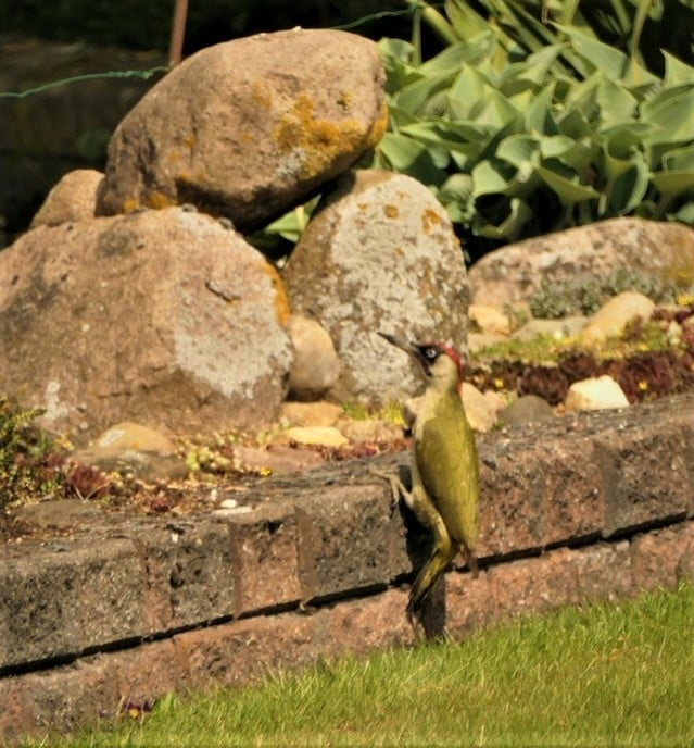 Groene specht - Foto: Ingezonden foto