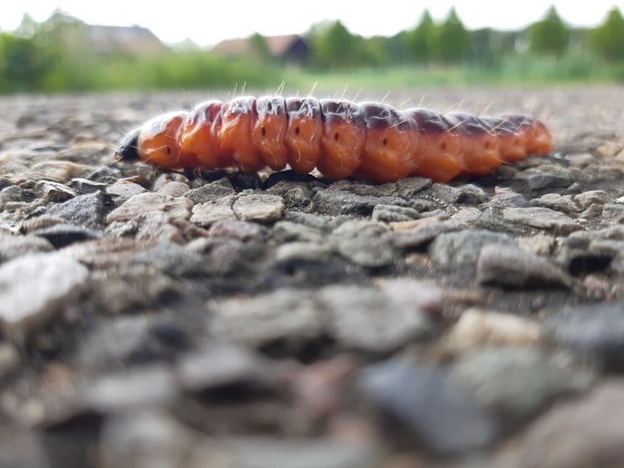Joekel van een rups - Foto: Ingezonden foto