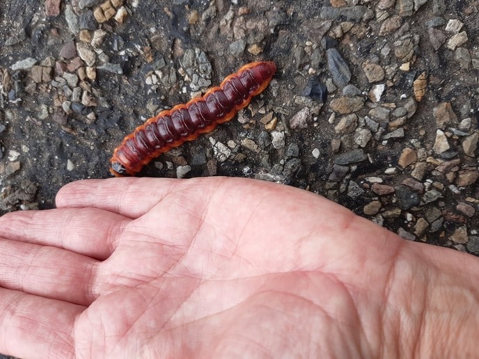 Joekel van een rups - Foto: Ingezonden foto