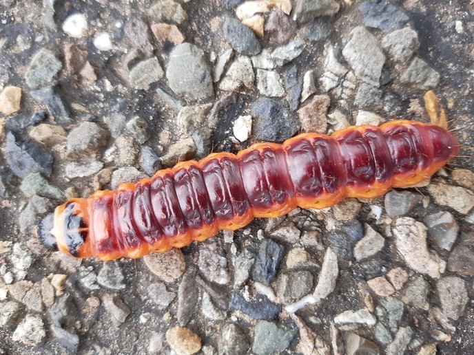 Joekel van een rups - Foto: Ingezonden foto