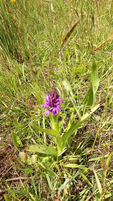 Plant aan de Wadi - Foto: Ingezonden foto