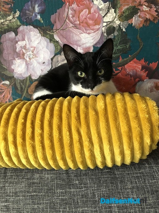 Poes Noes weer huis - Foto: Ingezonden foto