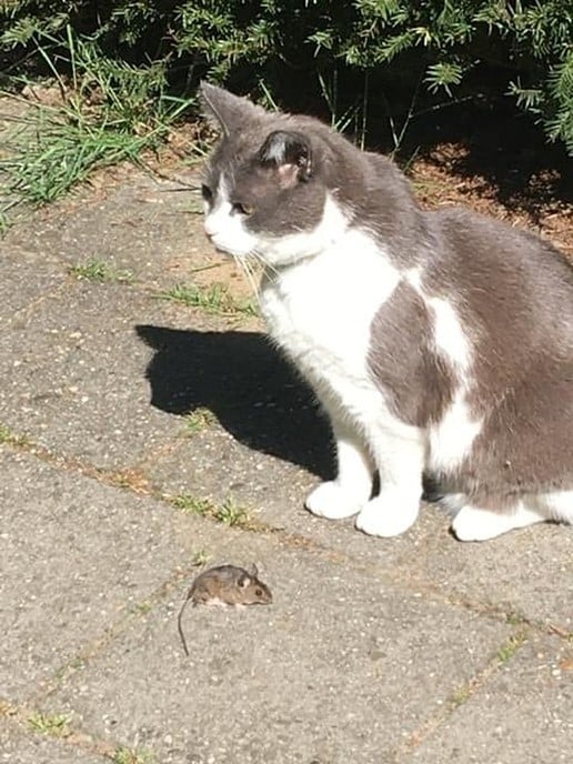 Kat en muis even de 1,5 meter vergeten