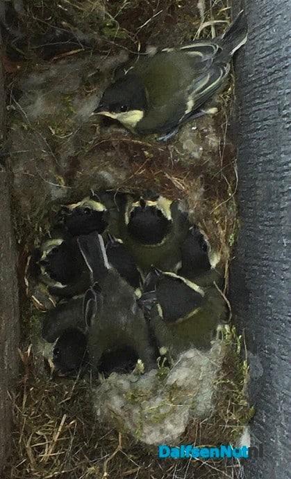Vogelnest - Foto: Ingezonden foto