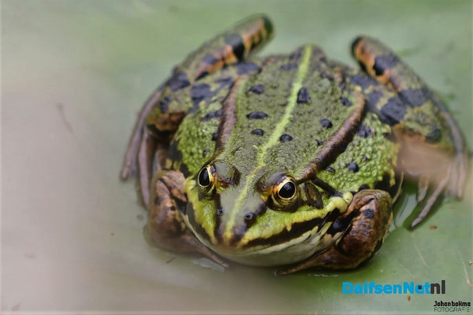 Genieten rondom Dalfsen de groene parel aan de Vecht - Foto: Johan Bokma