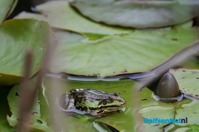 Genieten rondom Dalfsen de groene parel aan de Vecht - Foto: Johan Bokma