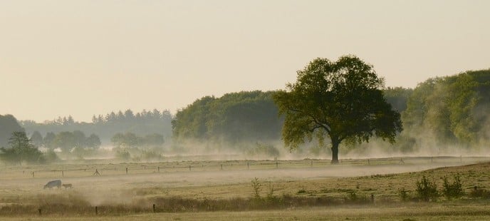Bevrijdingsdag: de nevel trekt weg - Foto: Ingezonden foto