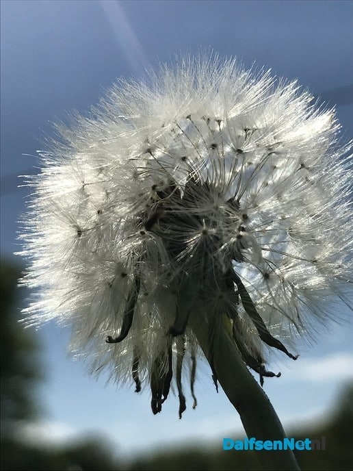 Uitgebloeide paardenbloemen …. - Foto: Ingezonden foto