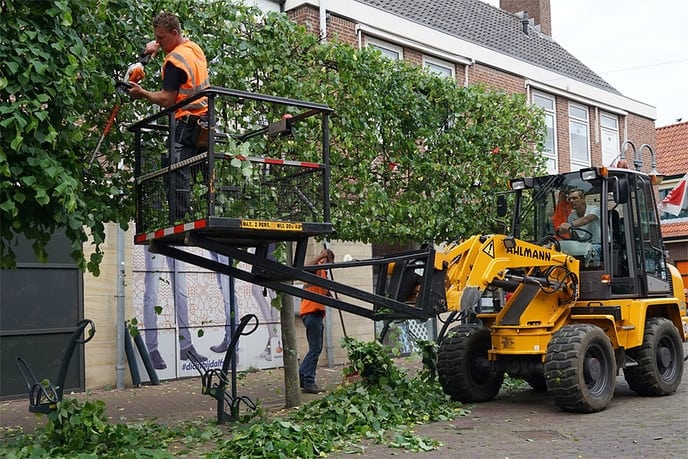 Ook bij bomen komt de kapper | DalfsenNet