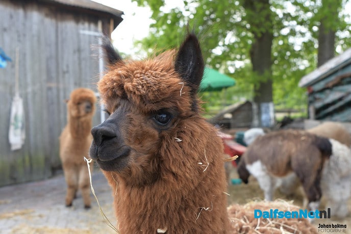 Alpacateam uut Lemelerveld volop in het nieuws - Foto: Johan Bokma