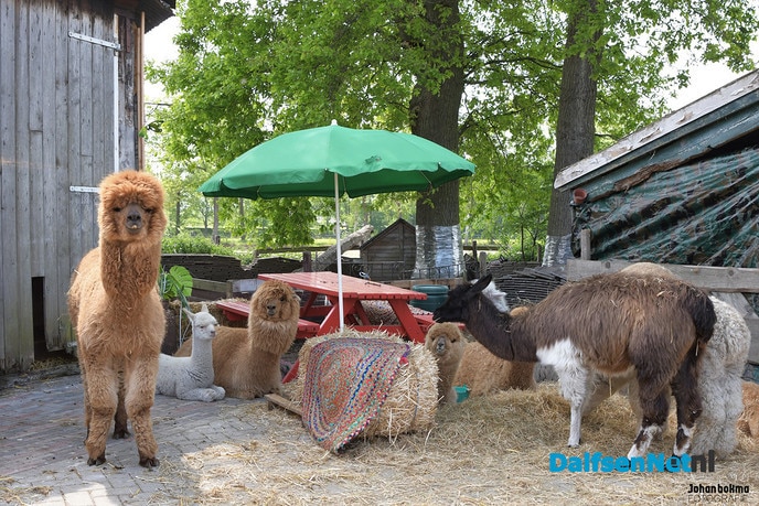 Alpacateam uut Lemelerveld volop in het nieuws - Foto: Johan Bokma