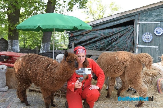 Alpacateam uut Lemelerveld volop in het nieuws - Foto: Johan Bokma