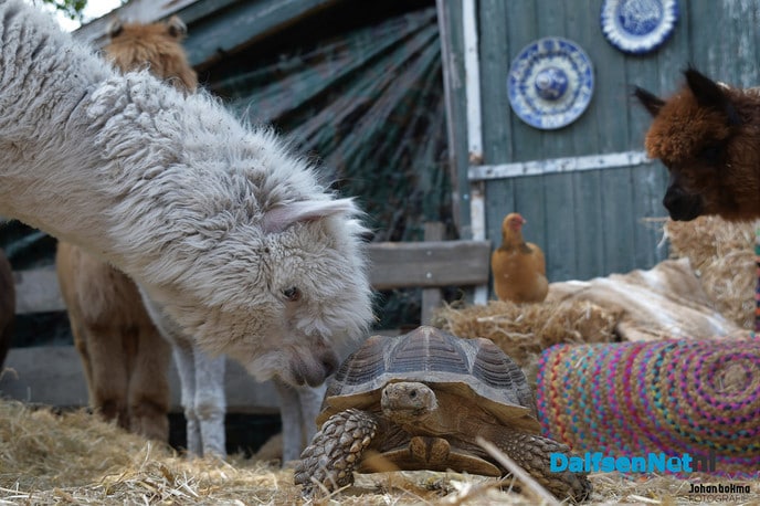 Alpacateam uut Lemelerveld volop in het nieuws - Foto: Johan Bokma