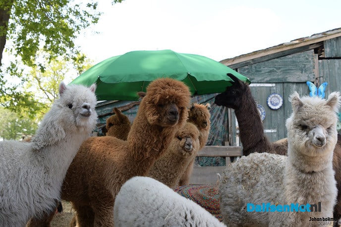 Alpacateam uut Lemelerveld volop in het nieuws - Foto: Johan Bokma