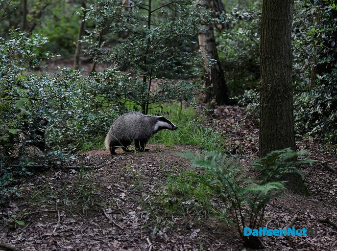 Genieten rondom Dalfsen de groene parel aan de Vecht - Foto: Johan Bokma