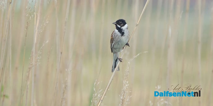 De rietgors, druk in de weer - Foto: Ingezonden foto