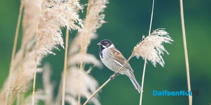 De rietgors, druk in de weer - Foto: Ingezonden foto