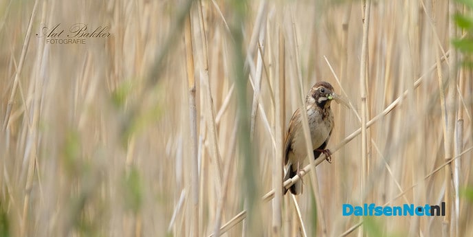 De rietgors, druk in de weer - Foto: Ingezonden foto