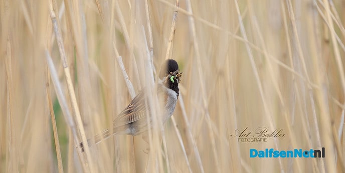 De rietgors, druk in de weer - Foto: Ingezonden foto