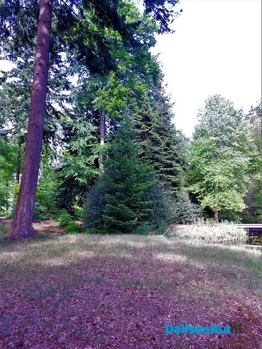 Even een paar foto’s van het mooiste stukje bos van Dalfsen