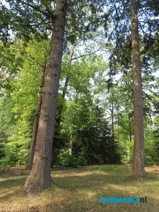 Even een paar foto’s van het mooiste stukje bos van Dalfsen