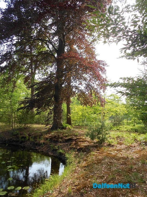 Even een paar foto’s van het mooiste stukje bos van Dalfsen