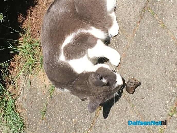 Kat en muis even de 1,5 meter vergeten - Foto: Ingezonden foto