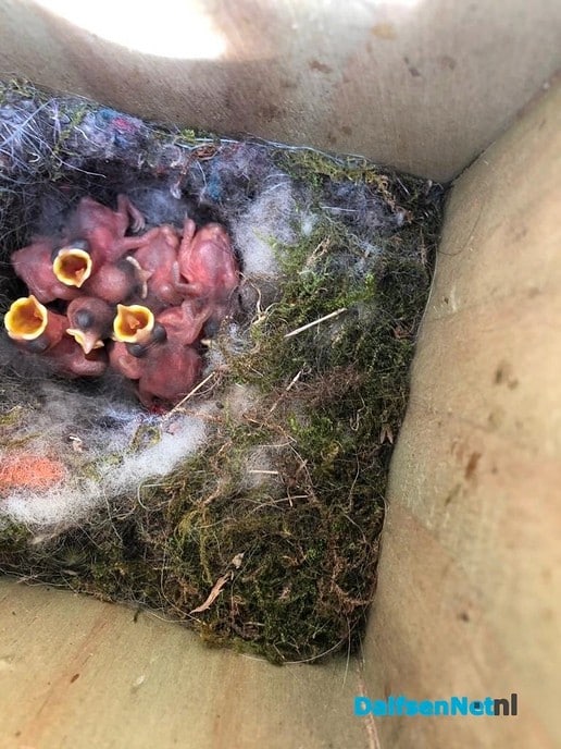 Buxusmotgif en jonge koolmezen - Foto: Ingezonden foto