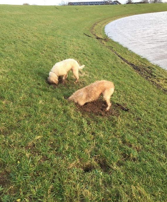 Schade aan dijken door honden blijft toenemen - Foto: Eigen geleverde foto
