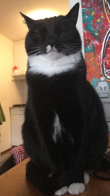 Kat  vermist - Foto: Eigen geleverde foto