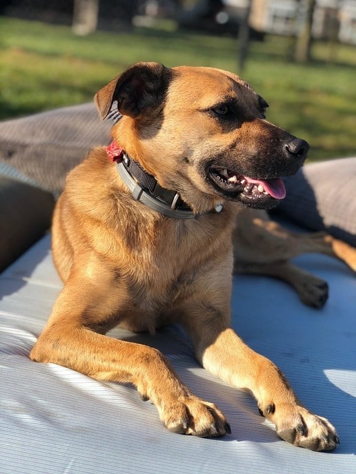 Wij zijn onze hond kwijt en terug - Foto: Ingezonden foto