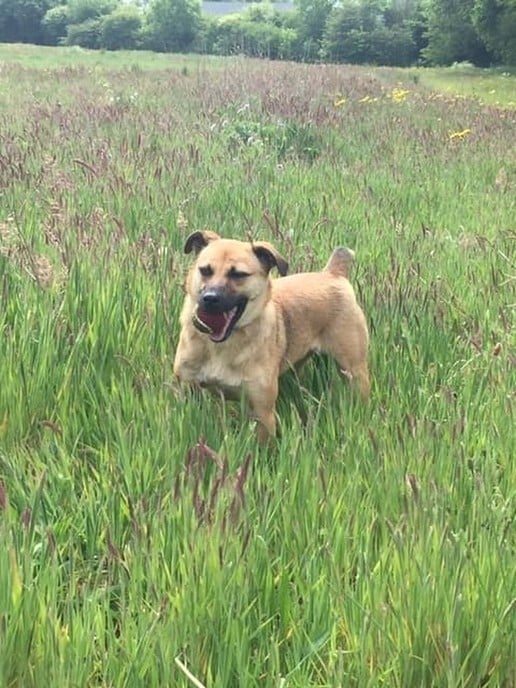 Wij zijn onze hond kwijt en terug - Foto: Ingezonden foto