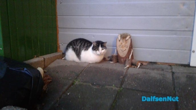 Kat vermist - Foto: Ingezonden foto