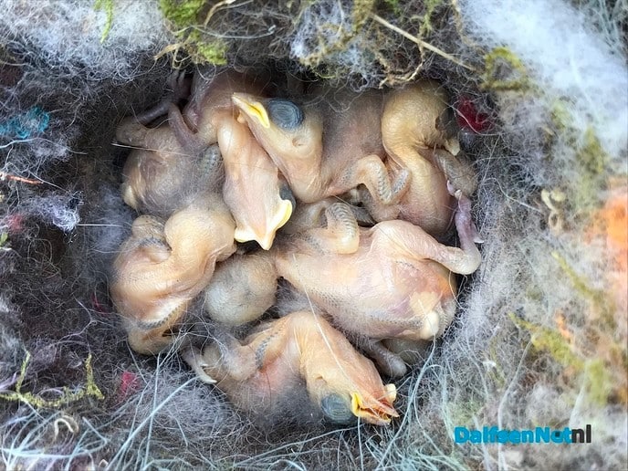 Buxusmotgif en jonge koolmezen - Foto: Ingezonden foto
