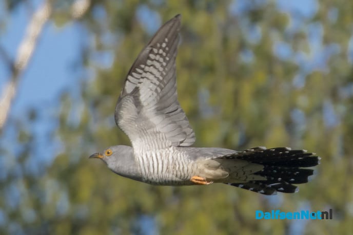 Voorjaarsgroet - Foto: Ingezonden foto